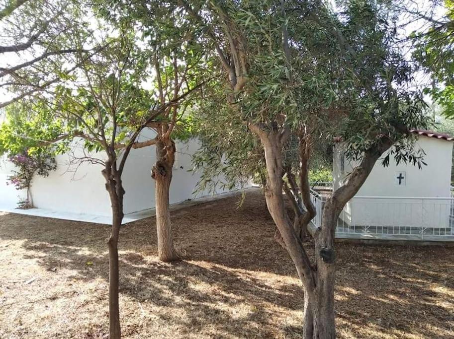 White Villa In Olive Trees And Seaview To Panagia Almiropótamos Exterior foto